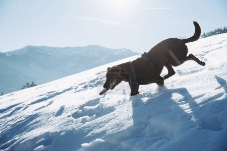 Téléchargez les photos : Un chien labrador retriever noir courant dans la neige par une journée ensoleillée. - en image libre de droit