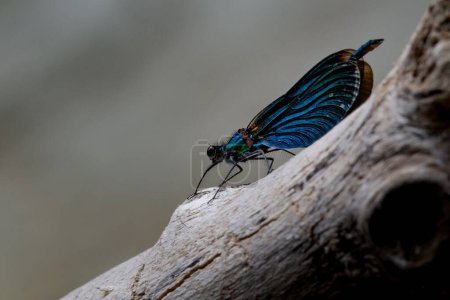 Téléchargez les photos : Gros plan d'un papillon bleu sur un morceau de bois - en image libre de droit