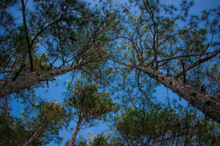 Téléchargez les photos : Un plan à angle bas de grands pins - en image libre de droit