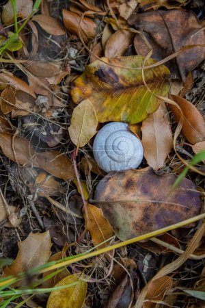 Photo for A vertical shot of a grey snail shell in fallen autumn leaves. - Royalty Free Image