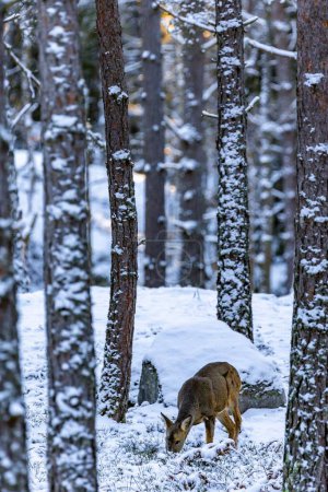 Photo for A vertical shot of a female roe deer in the winter forest. Capreolus capreolus. Sweden. - Royalty Free Image