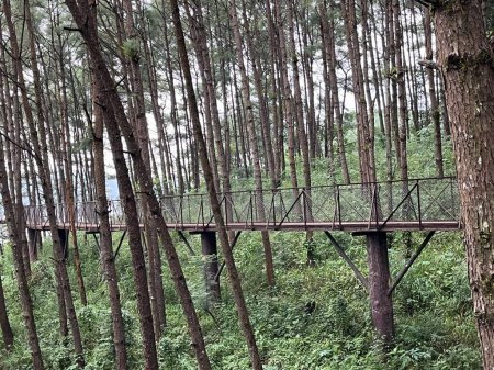 Téléchargez les photos : La vue d'une passerelle vide dans les bois. Lac Umiam, Inde. - en image libre de droit