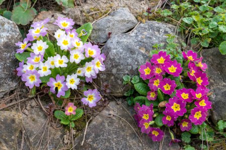 Photo for A closeup shot of the primrose bushes - Royalty Free Image