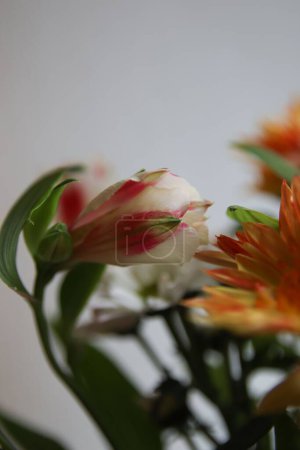 Foto de Un primer plano vertical de tulipanes blancos y rosados y flores de margarita naranja - Imagen libre de derechos