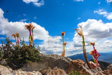 Téléchargez les photos : Une belle vue sur les jeunes cocotiers poussant sur les rochers contre le ciel nuageux lumineux - en image libre de droit