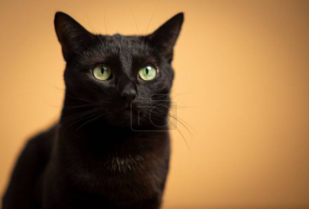 Foto de Un adorable gato negro sobre el fondo naranja - Imagen libre de derechos