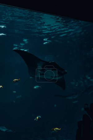 Foto de Un manta rayo oceánico (Mobula birostris) en un acuario - Imagen libre de derechos