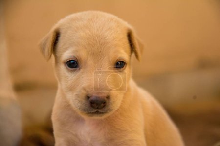 Photo for A closeup of a cute little puppy with a sad face sitting on the floor  on a blurred background - Royalty Free Image
