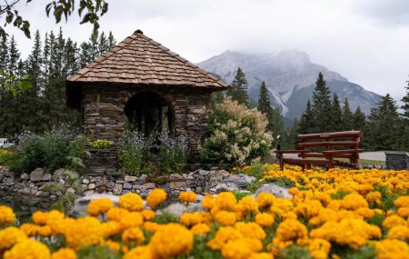 Téléchargez les photos : Une belle Tagetes erecta, champ de souci dans le pittoresque Cascade of Time Garden à Banff, Canada - en image libre de droit