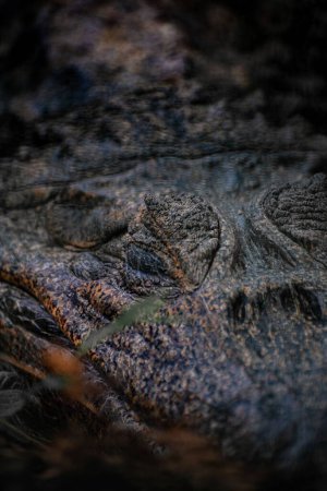 Téléchargez les photos : Un gros plan vertical d'un crocodile - en image libre de droit