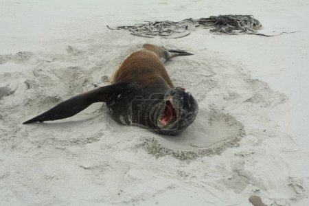 Téléchargez les photos : Un phoque dormant sur la plage à Dunedin, Nouvelle-Zélande - en image libre de droit
