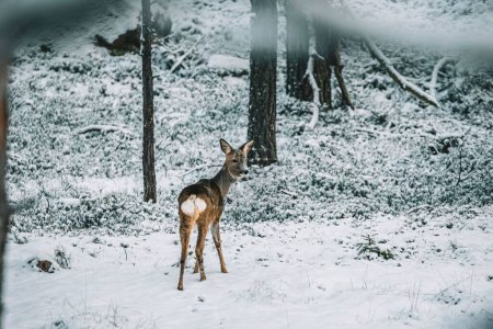 Foto de Una vista panorámica de un majestuoso ciervo en un mágico bosque de invierno en un día nevado - Imagen libre de derechos