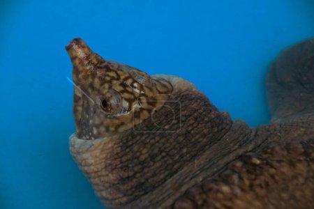 Téléchargez les photos : Une tortue molle asiatique ou une tortue molle à rayures noires (Amyda cartilaginea) sauvée des braconniers au Cambodge - en image libre de droit