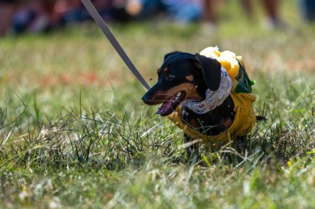 Photo for A closeup of a Dachshund beautifully dressed for a wiener dog custom contest in Jefferson city - Royalty Free Image