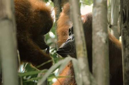 Foto de Hermoso momento entre una madre y un joven sumatran orangután o Pongo abelii visto entre los árboles de bambú en el Parque Nacional Monte Leuser Bukit L - Imagen libre de derechos