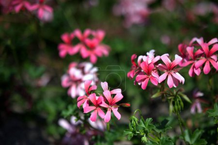Photo for A shallow focus of the cascading geranium plants in the botanical garden of Halle an der Saale - Royalty Free Image