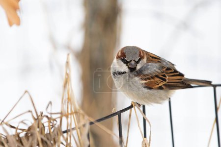 Photo for A close-up shot of a true sparrow perched on a fence in the winter garden - Royalty Free Image