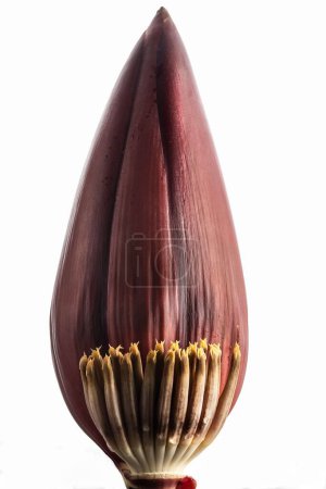 Téléchargez les photos : Une fleur de banane isolée sur fond noir - en image libre de droit