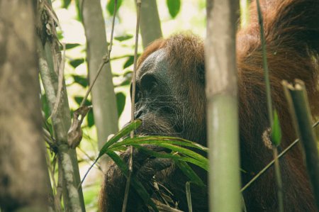 Foto de Cerca de una hembra adulta sumatran orangután o Pongo abelii escondido entre los árboles de bambú en el desierto del Parque Nacional Monte Leuser Bukit Lawang, - Imagen libre de derechos