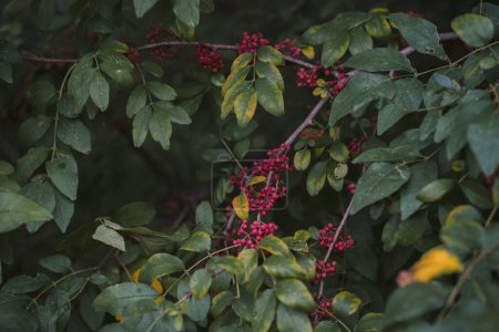 Foto de Un primer plano de ramas de saúco rojo en un jardín - Imagen libre de derechos