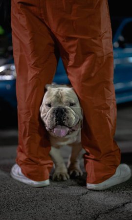 Téléchargez les photos : Plan vertical d'un bulldog se tenant entre les pieds de son propriétaire - en image libre de droit