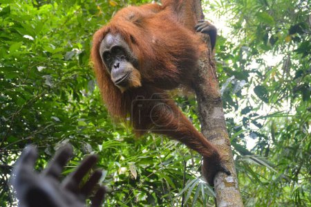 Foto de Una hembra adulta sumatran orangután o Pongo abelii dirigiéndose hacia las manos abiertas de un hombre en el Parque Nacional Mount Leuser Bukit Lawang, Indonesia - Imagen libre de derechos