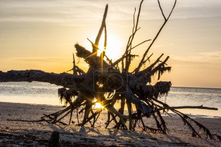 Téléchargez les photos : Les rayons du soleil luisant à travers les branches d'un énorme arbre à Driftwood Beach lors d'une scène de coucher de soleil - en image libre de droit