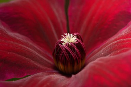 Téléchargez les photos : Un gros plan d'une fleur rouge clématite passion rouge - en image libre de droit
