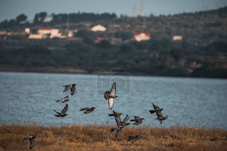Téléchargez les photos : Une vue panoramique d'un troupeau d'oiseaux majestueux en vol au-dessus d'un beau champ près d'une rivière - en image libre de droit
