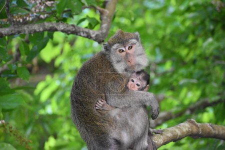 Photo for A closeup of macaque monkey hugging baby and perching on tree - Royalty Free Image