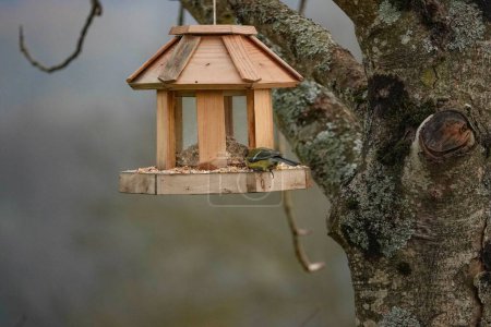 Foto de A tiny Tit bird picking seeds for a wooden bird feeder hanging from a tree branch, on a blurry background - Imagen libre de derechos