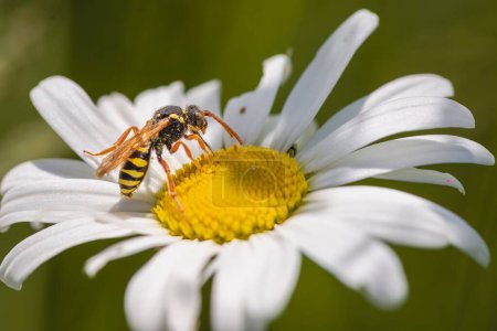 Téléchargez les photos : Gros plan d'une abeille nomade (nomade) recueillant le nectar d'une marguerite Oxeye - en image libre de droit