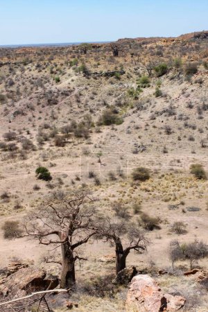 Foto de Un plano vertical de un paisaje africano seco con árboles Baobab en el Parque Nacional Mapungubwe, Sudáfrica - Imagen libre de derechos