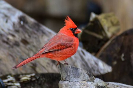 Téléchargez les photos : Gros plan d'un cardinal du Nord perché sur une surface en bois - en image libre de droit