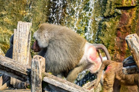 Téléchargez les photos : Une famille de singes sur une surface en bois dans un zoo - en image libre de droit