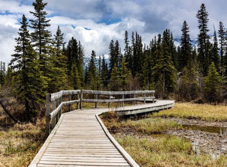 Foto de Una pasarela de madera que conduce a un bosque en Canmore, Alberta, Canadá - Imagen libre de derechos
