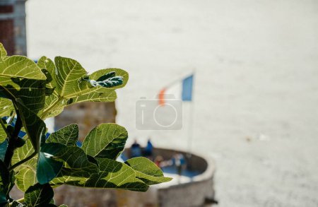 Photo for A closeup shot of a Ficus carica plant against the blurry background of the waving France flag - Royalty Free Image