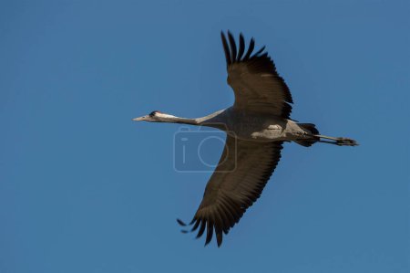 Photo for A Common crane, Grus grus, in flight migrating across Europe to Sweden in the spring - Royalty Free Image