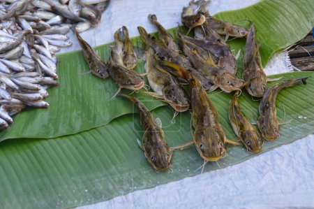 Foto de Vista superior de peces Hemibagrus planiceps de agua dulce vendidos en el mercado local que muestra la vida y la cultura auténticas en Luang Prabang, Laos - Imagen libre de derechos