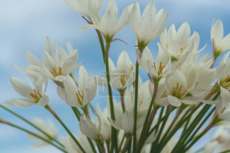 Foto de Un primer plano de flores Zephyranthes blancas florecientes - Imagen libre de derechos
