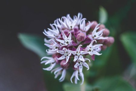 Photo for A closeup shot of asclepias speciosa plant in bloom against blur background - Royalty Free Image