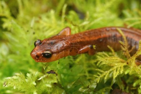 Gros plan naturel sur la salamandre de Van Dyk, espèce en voie de disparition, Plethodon vandykei assis dans de la mousse verte