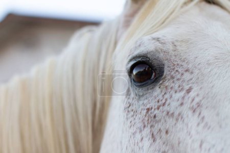 Foto de Una imagen de primer plano del ojo del caballo con el pelo blanco en el foco con fondo borroso. - Imagen libre de derechos