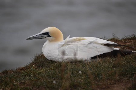 Photo for A northern gannet bird perching on grass - Royalty Free Image