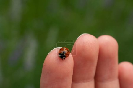 Photo for A closeup of a little ladybug standing on a finger of a person on a blurred green background - Royalty Free Image