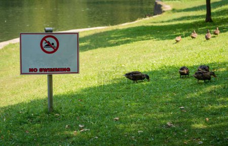 Téléchargez les photos : Une vue d'aucun panneau de natation et canards sur l'herbe près du lac - en image libre de droit