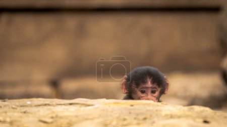 Foto de Un primer plano de un babuino Hamadryas escondido detrás de una superficie rocosa con un fondo borroso - Imagen libre de derechos