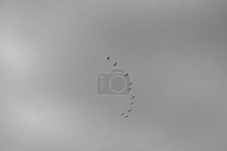 Téléchargez les photos : Un cliché en niveaux de gris d'un troupeau d'oiseaux en silhouette volant sur un ciel sombre - en image libre de droit