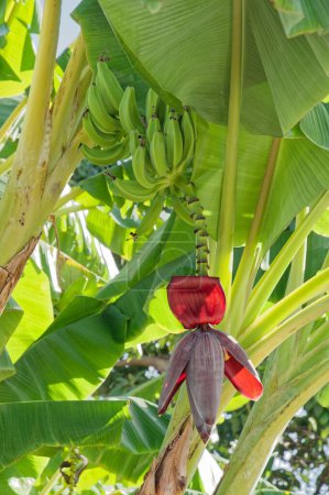 Téléchargez les photos : Plan rapproché d'une fleur de bananier sur un doux fond flou - en image libre de droit