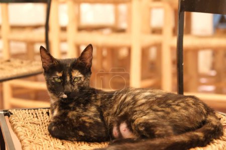 Foto de Una gata salvaje hembra descansó en un cahir en Marrakech Marocco - Imagen libre de derechos
